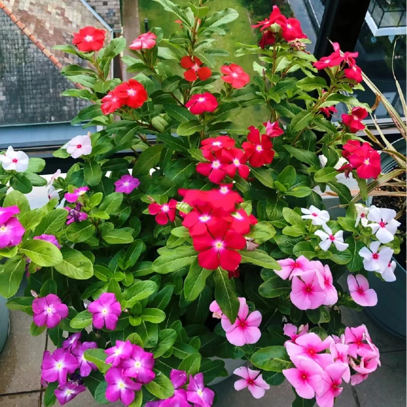 花卉种子3包天天开种子花籽阳台庭院四季(本店拍两单随机送一单）