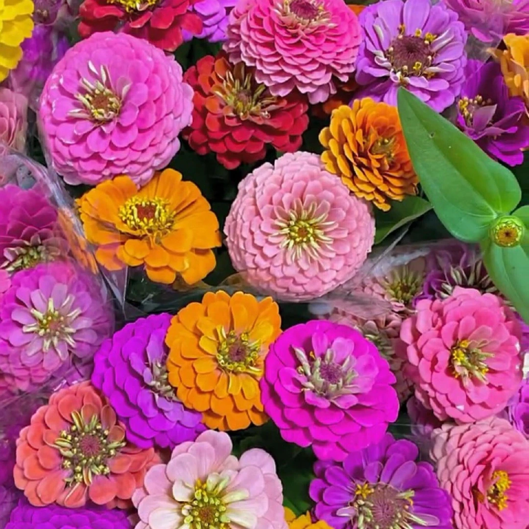 花种子大花百日菊种子百日草种子步步高