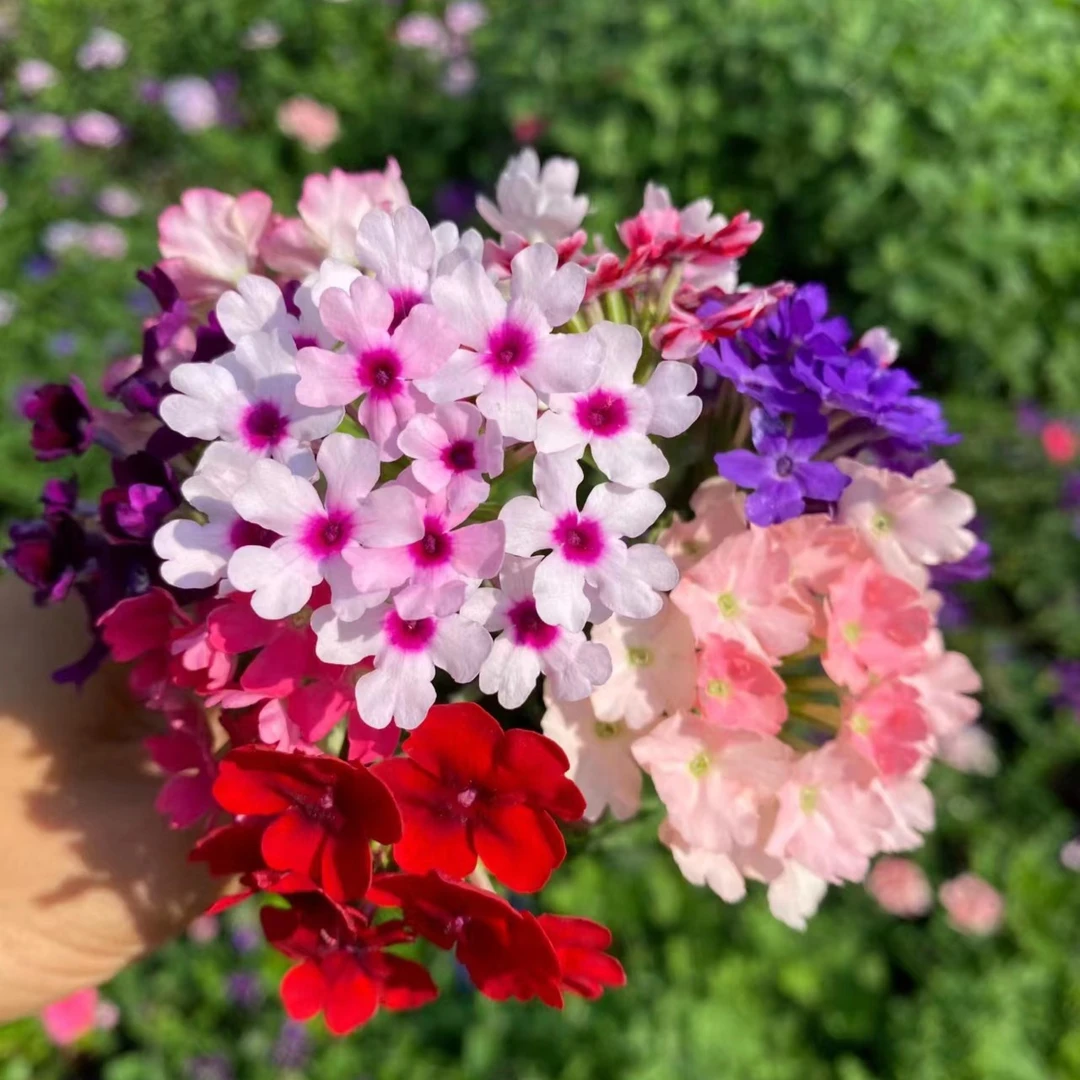 美女樱种子多年生花卉种子花籽庭院阳台(本店拍两单随机送一单）