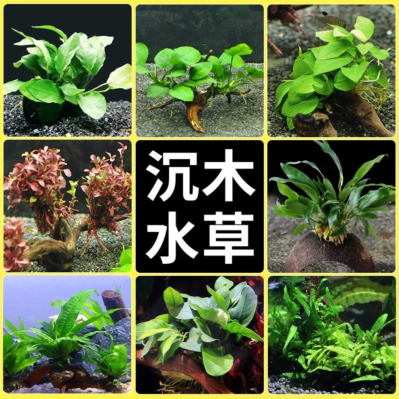鱼缸造景莫斯沉木水榕活体无土植物懒人真水草大叶榕沉木草场直发
