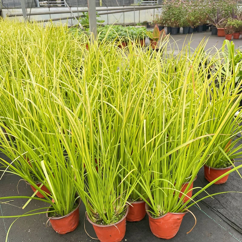 金叶石菖蒲多年生观叶植物地被湿地绿化工程花境造景基地