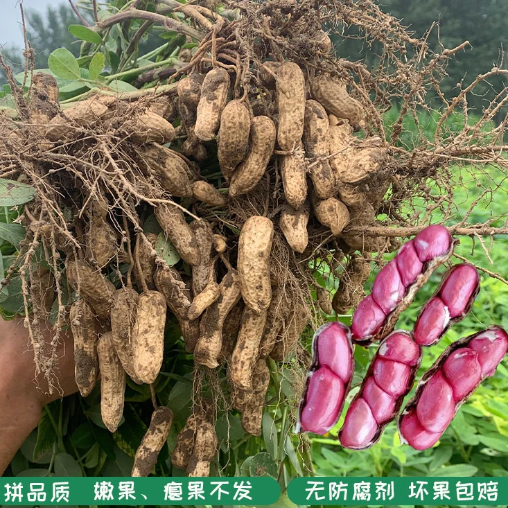 25年农家自种红皮四粒花生新鲜红衣小花生原味带壳鲜花生生花生