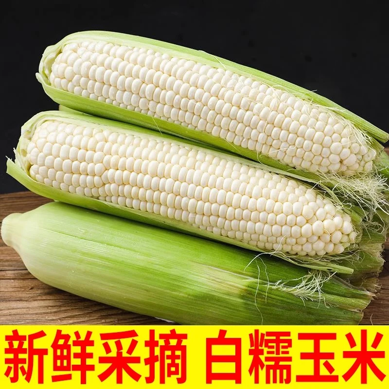 河南农家新鲜2024年带皮甜糯生白玉米牛奶黏玉米棒子当季蔬菜现摘