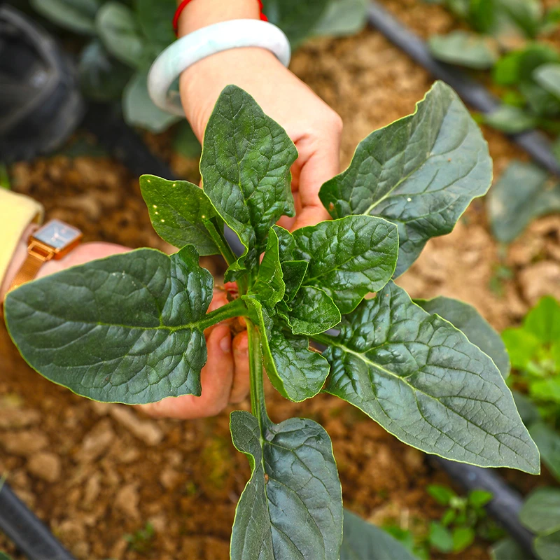 露天种植霜打新鲜矮杆菠菜火锅健康现挖现发农家自种3斤包邮