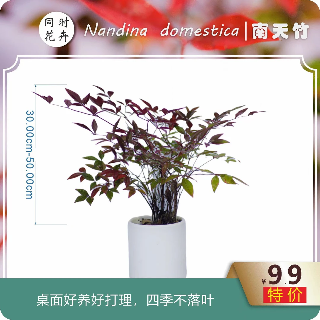 火焰南天竹盆景书房客厅季节绿植小盆景植物好养易活禅意创意摆件