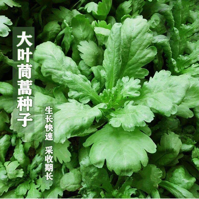 大叶茼蒿种子春夏秋冬盆栽阳台四季耐寒农家青蔬菜种子