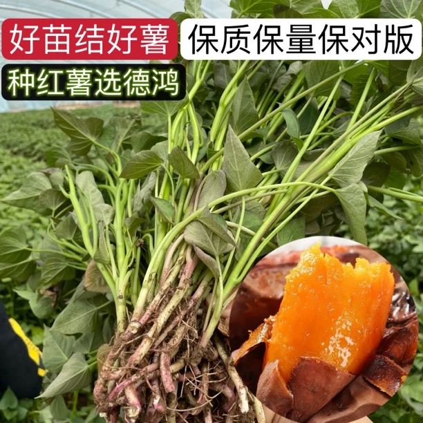 蜜薯25西瓜红板栗薯哈密紫薯红薯地瓜秧苗