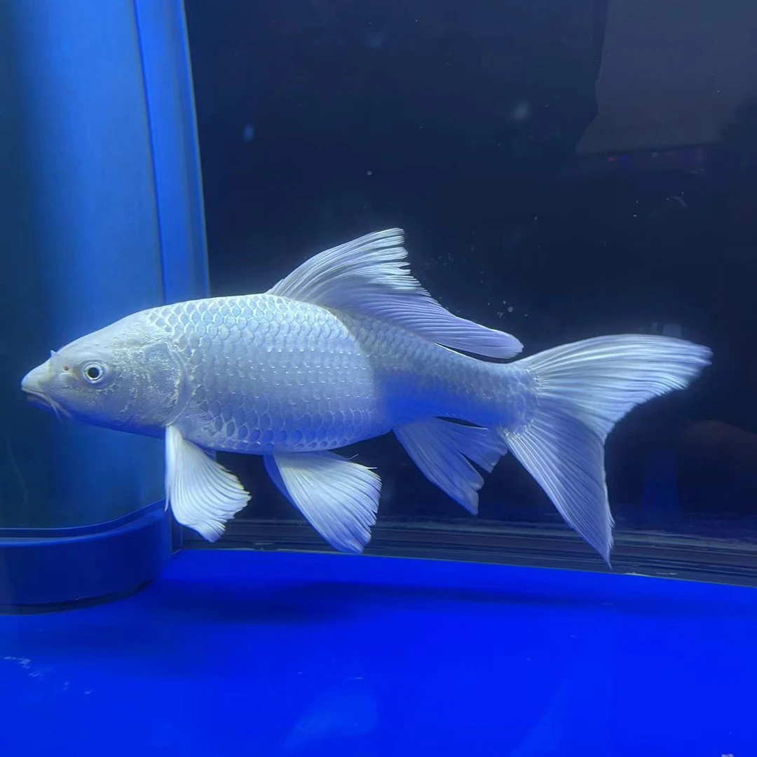 普身普短蝴蝶鲤广温鱼包邮包活 （高货专用）