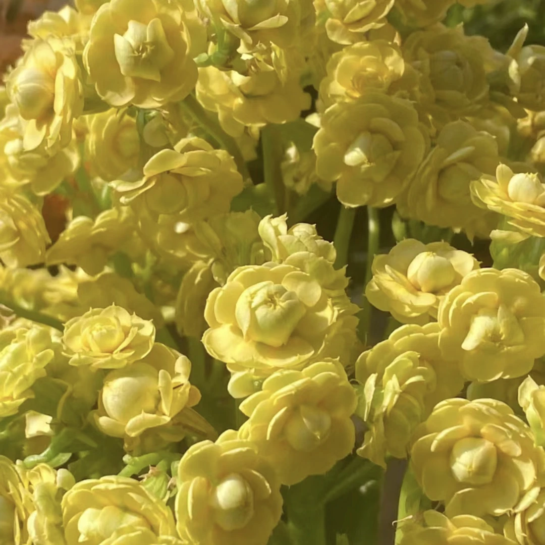 【月光宝盒】重瓣稀有品种长寿花室内盆栽