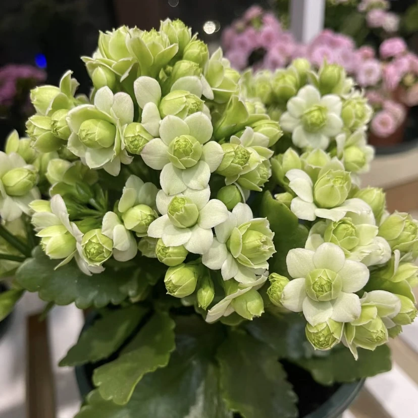 【绿巴黎】重瓣大花长寿花绿色花期长好养盆栽