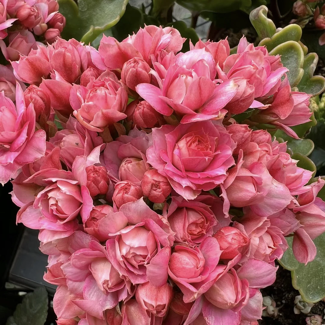 【达科塔】重瓣稀有品种长寿花盆栽好养