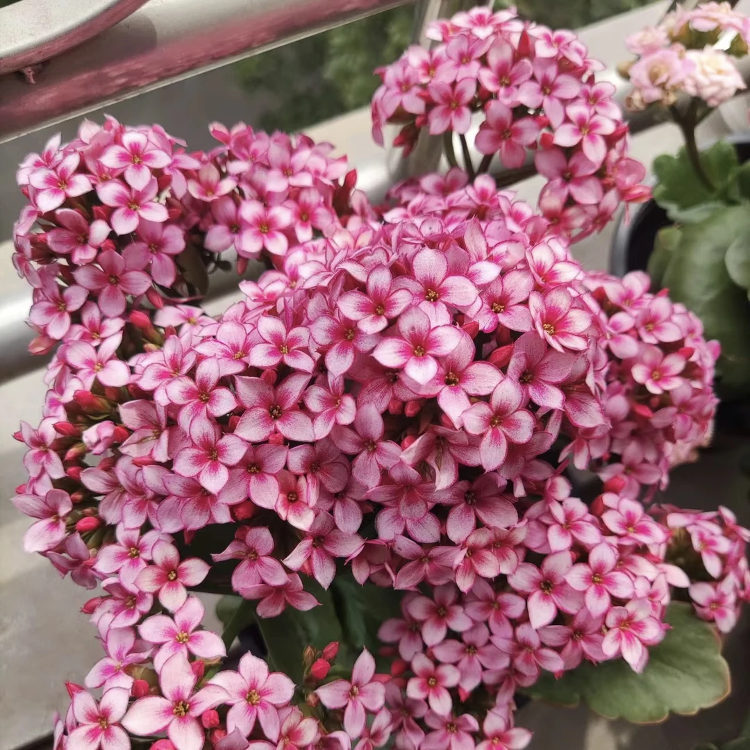 【紫珊瑚】室内稀有品种单瓣长寿花盆栽