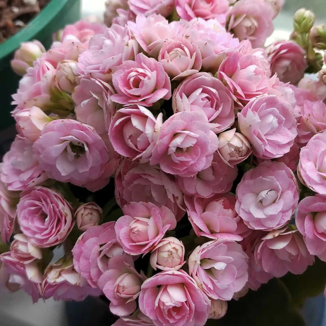 【超大花玉芙蓉】大花重瓣长寿花室内盆栽