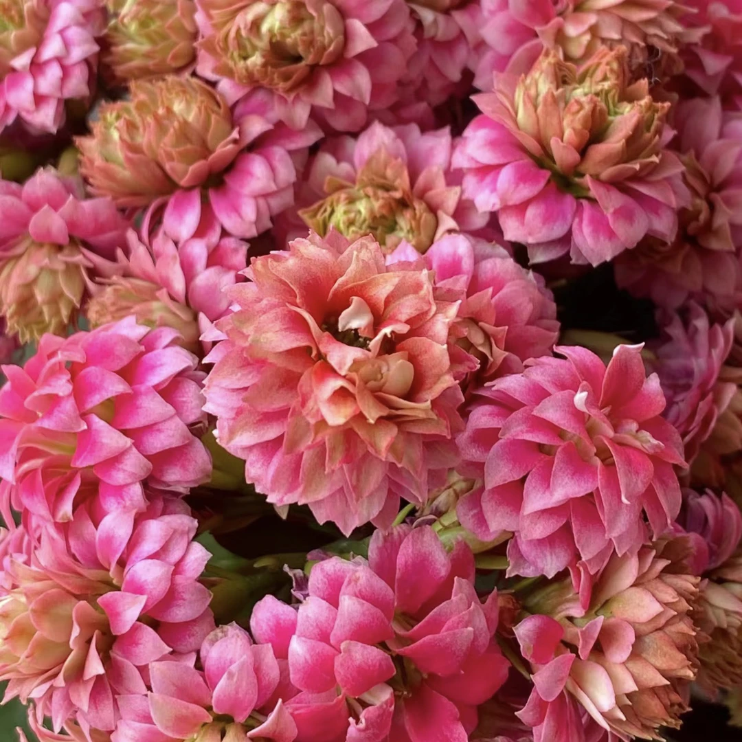 【芙蓉花神】稀有品种重瓣长寿花盆栽