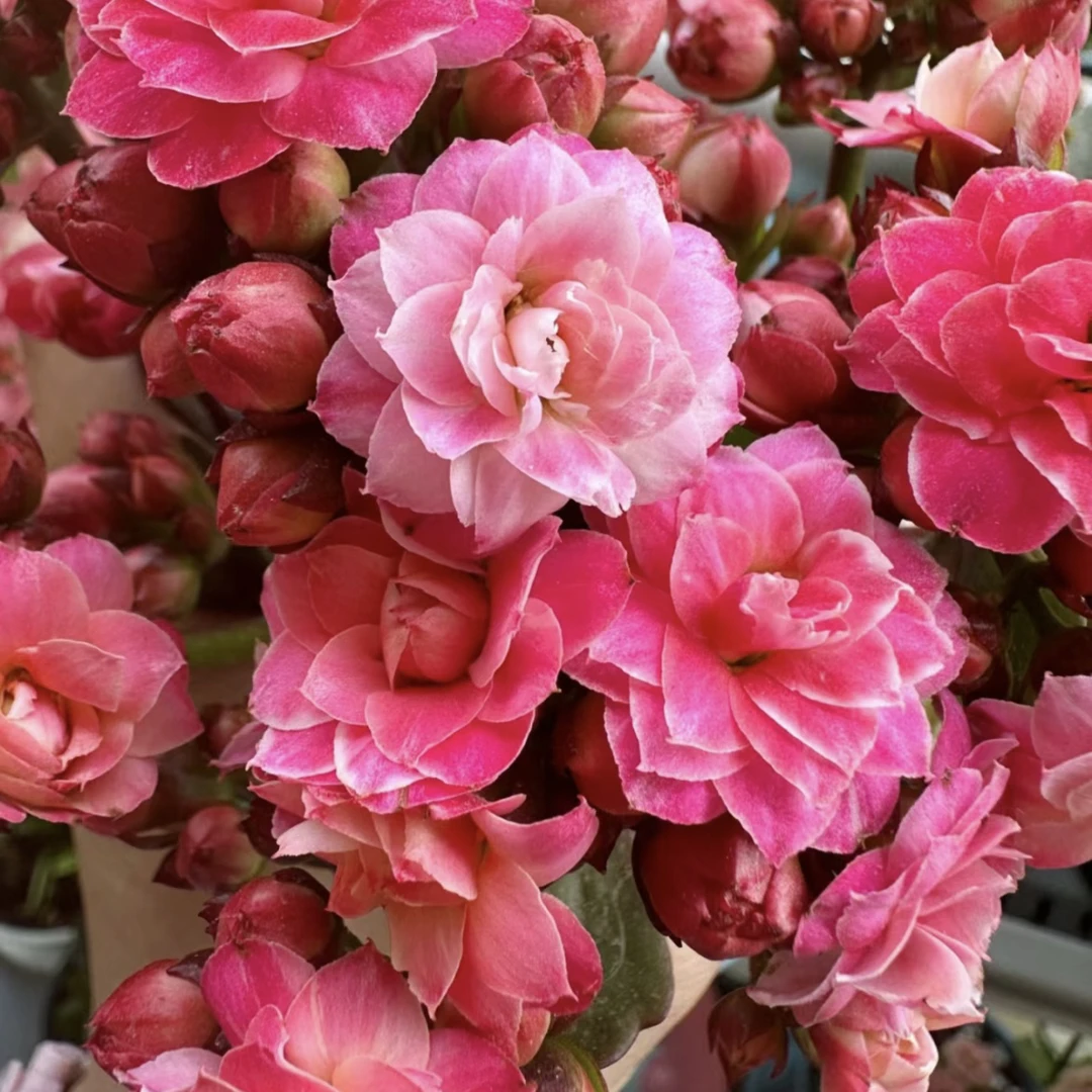 【苹果花】重瓣长寿花室内盆栽