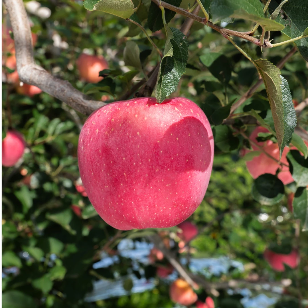 云南昭通红富士冰糖心丑苹果