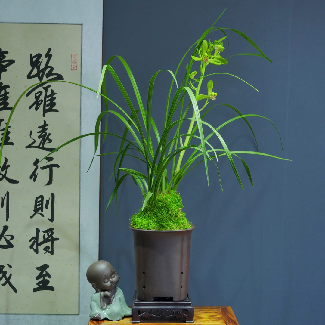 兰花[惠兰大一品]带花苞浓香型带陶瓷盆种好勤花勤芽好养易活