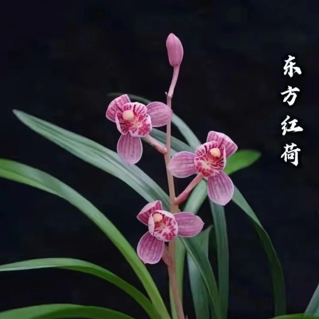 东方红荷 带花苞兰花苗室内外绿植花卉盆栽好养易活四季开花