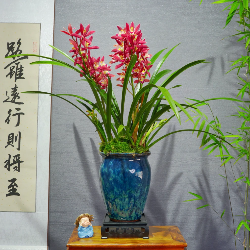 兰花[双喜临门]带花苞浓香型带陶瓷盆种好勤花勤芽好养易活