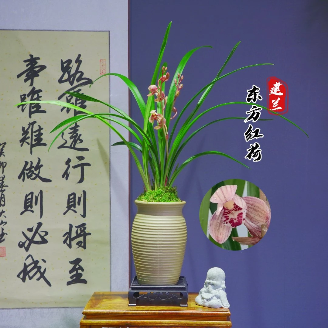兰花建兰名品[东方红荷]带复古陶瓷盆种好适合新手好养易活