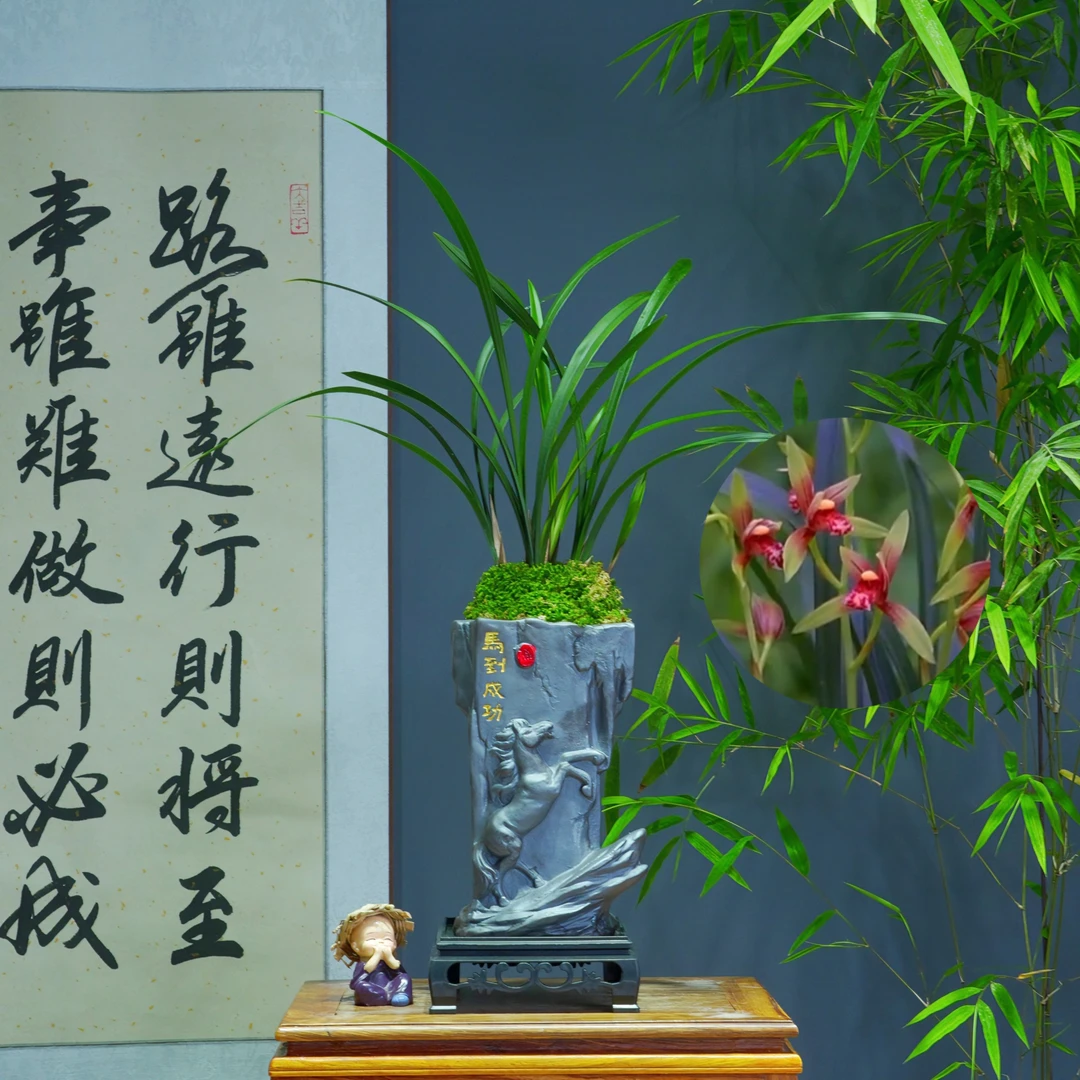 兰花建兰名品[小国魂]带马到成功陶瓷盆种好适合新手好养易活