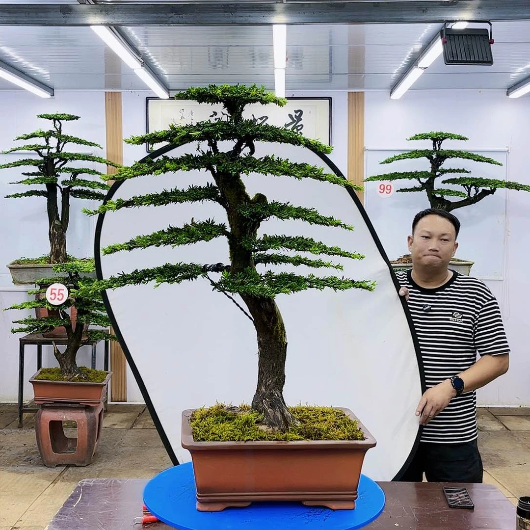 盆景欢迎大家一起来捡漏