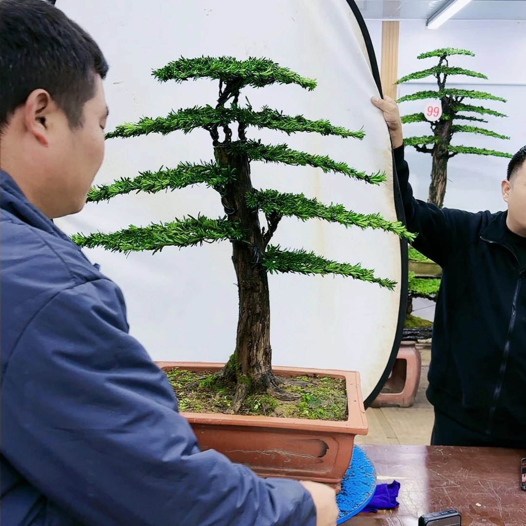 盆景欢迎大家一起来捡漏