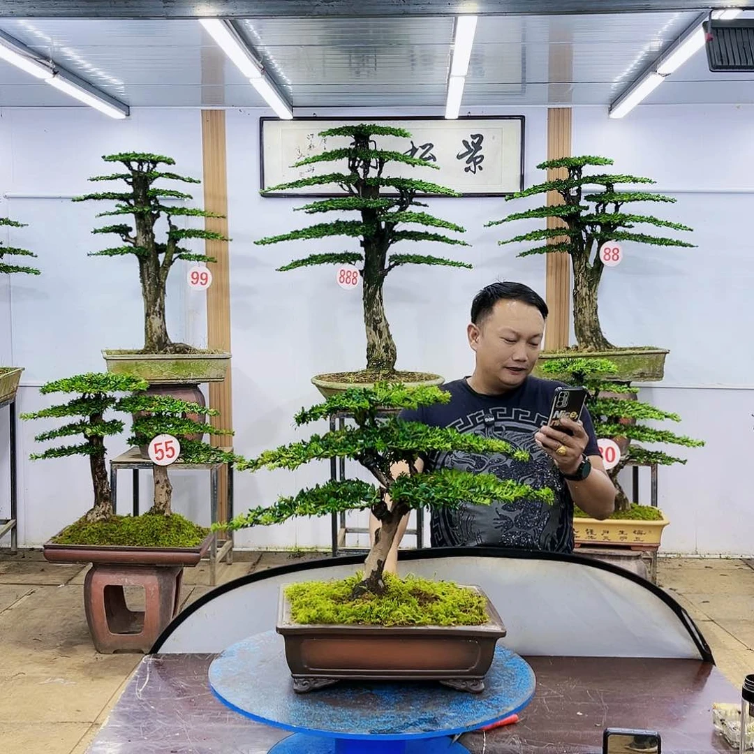 盆景欢迎大家一起来捡漏