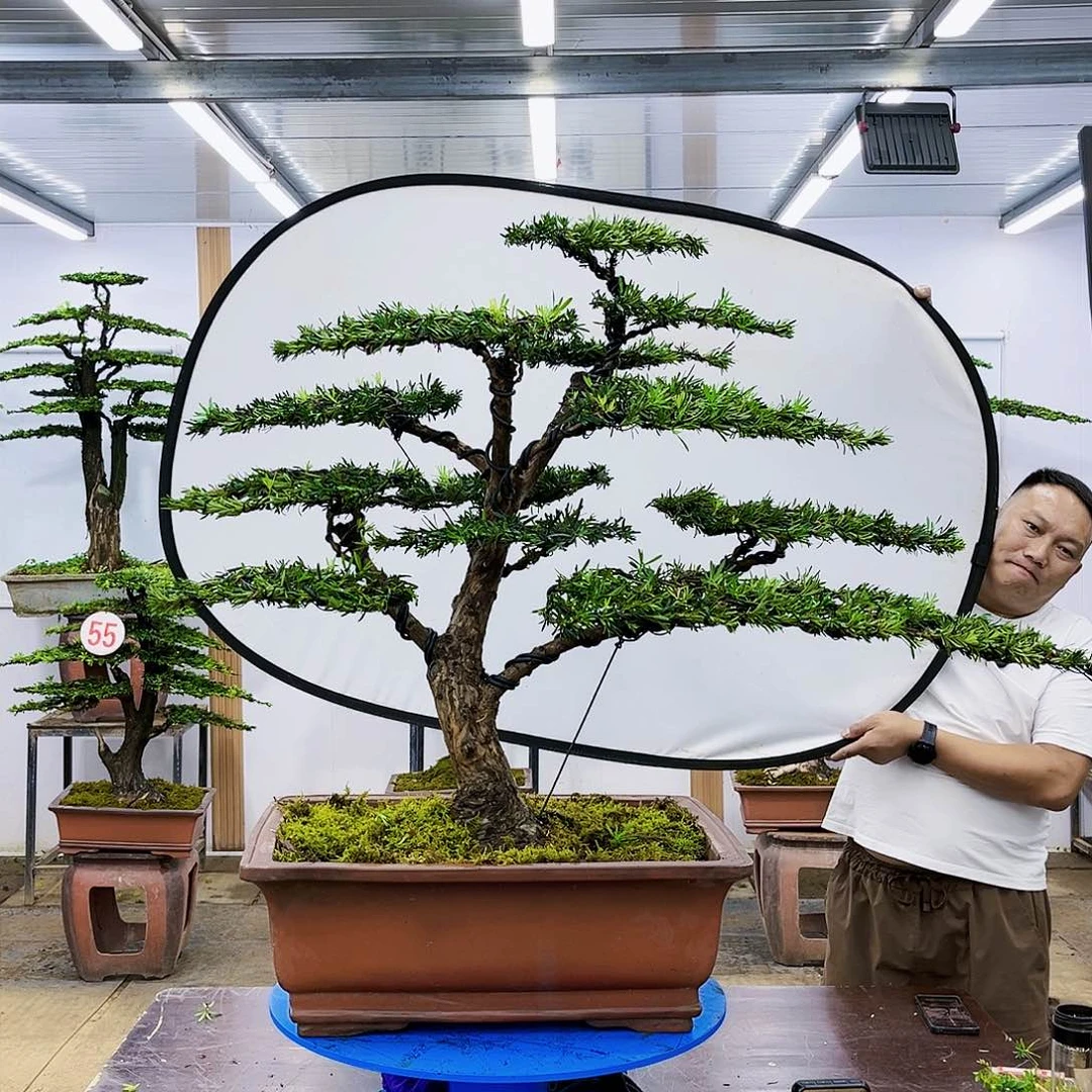 盆景欢迎大家一起来捡漏