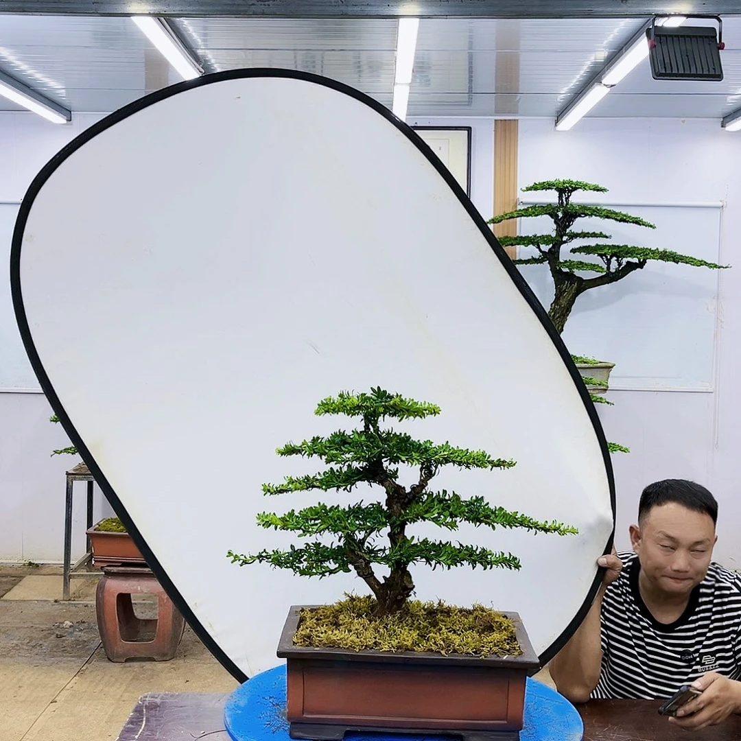 盆景欢迎大家一起来捡漏