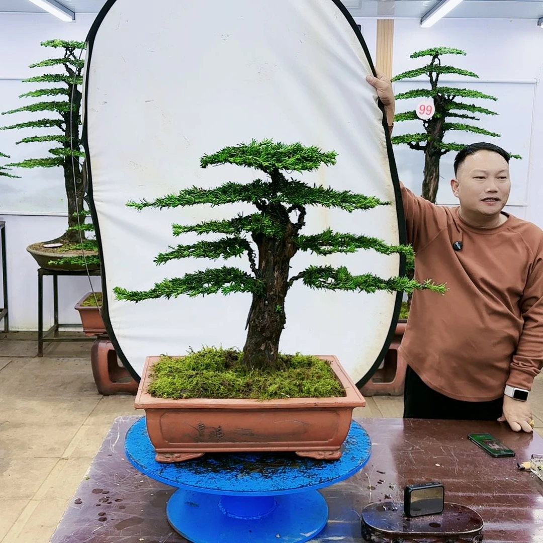 盆景欢迎大家一起来捡漏