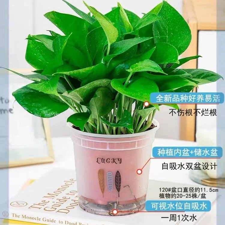 绿色.室内.室外耐晒盆景品种种植养殖吸水盆发货易活定制