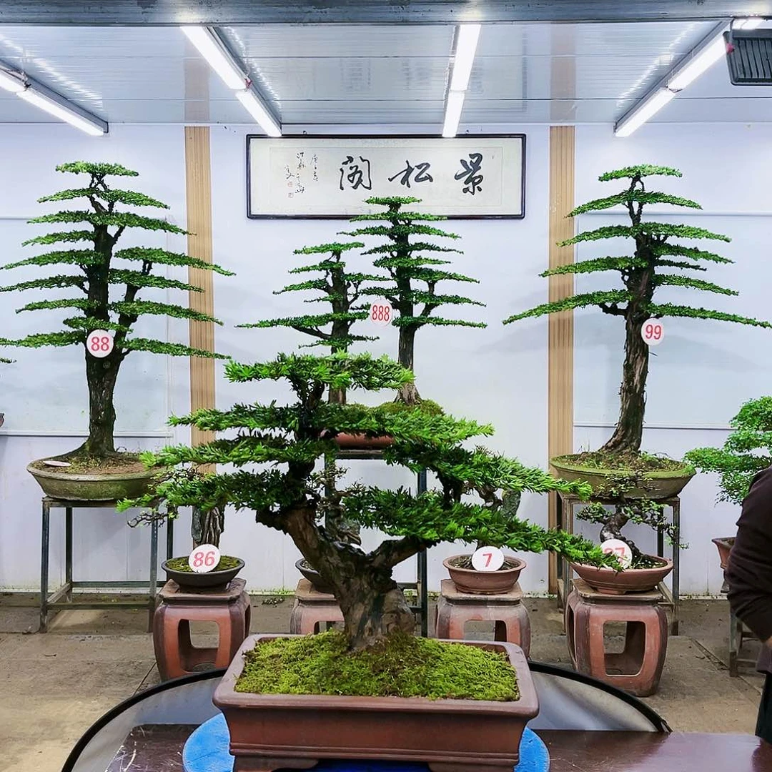 盆景欢迎大家一起来捡漏