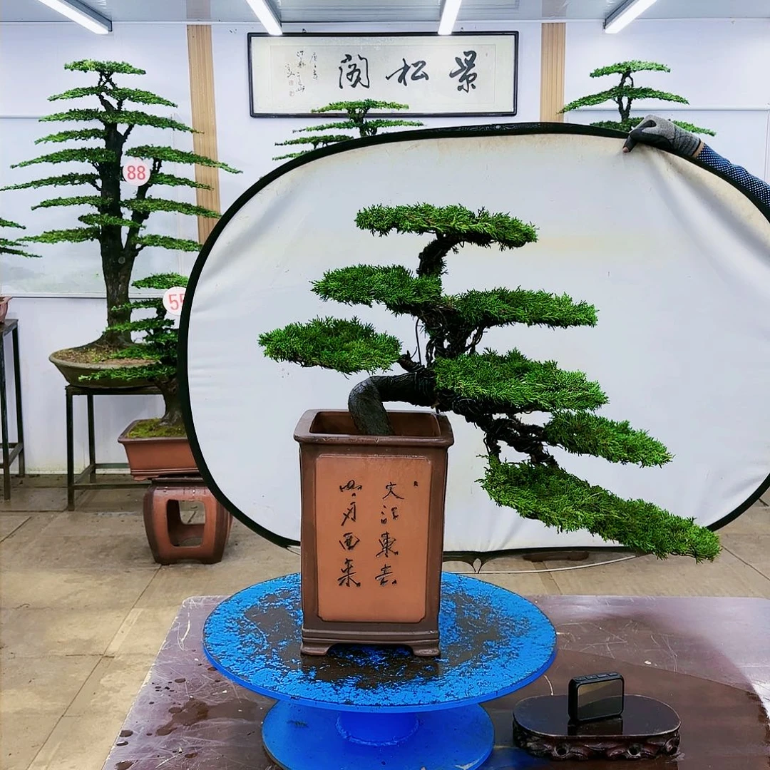 盆景欢迎大家一起来捡漏