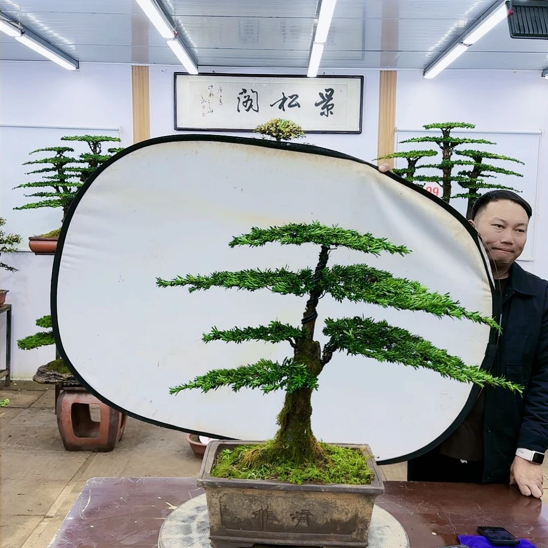 盆景欢迎大家一起来捡漏