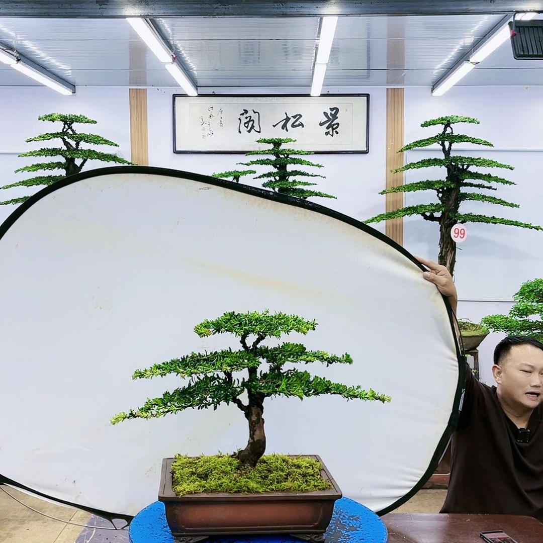 盆景欢迎大家一起来捡漏