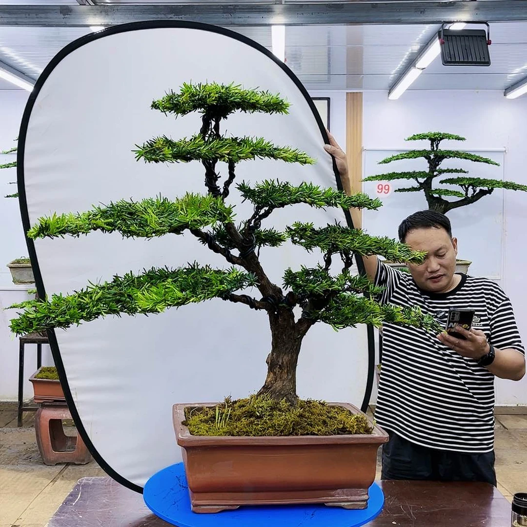 盆景欢迎大家一起来捡漏