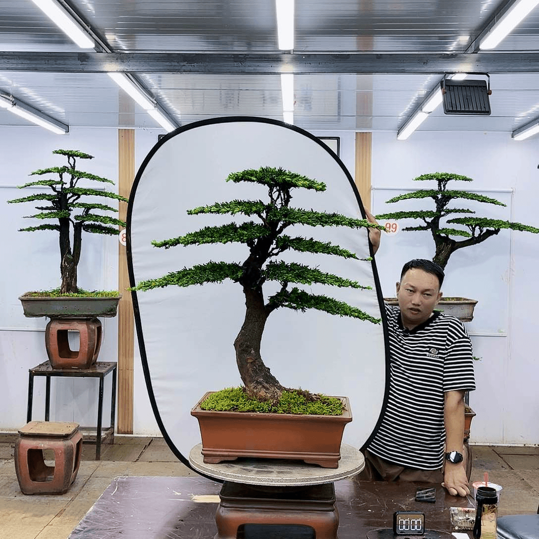 盆景欢迎大家一起来捡漏