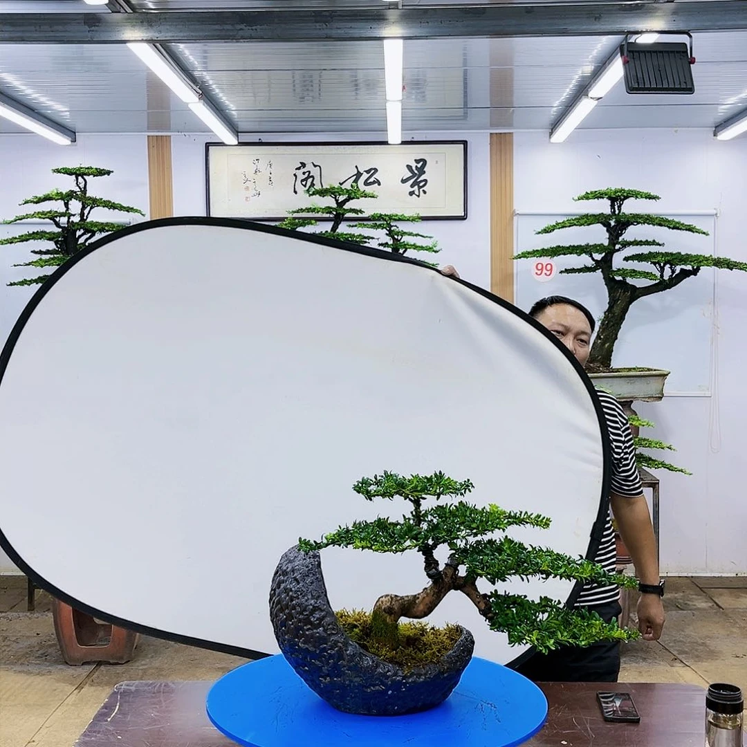 盆景欢迎大家一起来捡漏