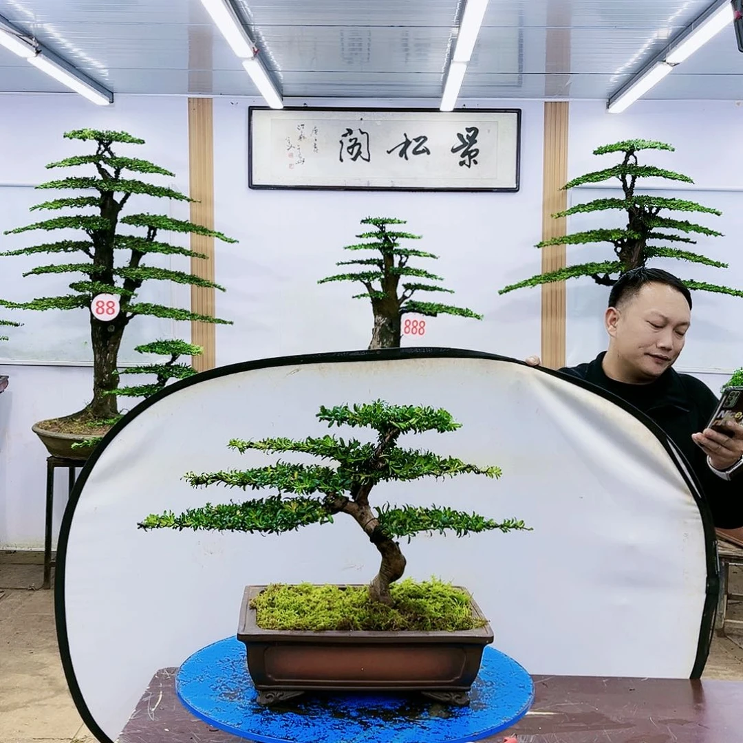 盆景欢迎大家一起来捡漏
