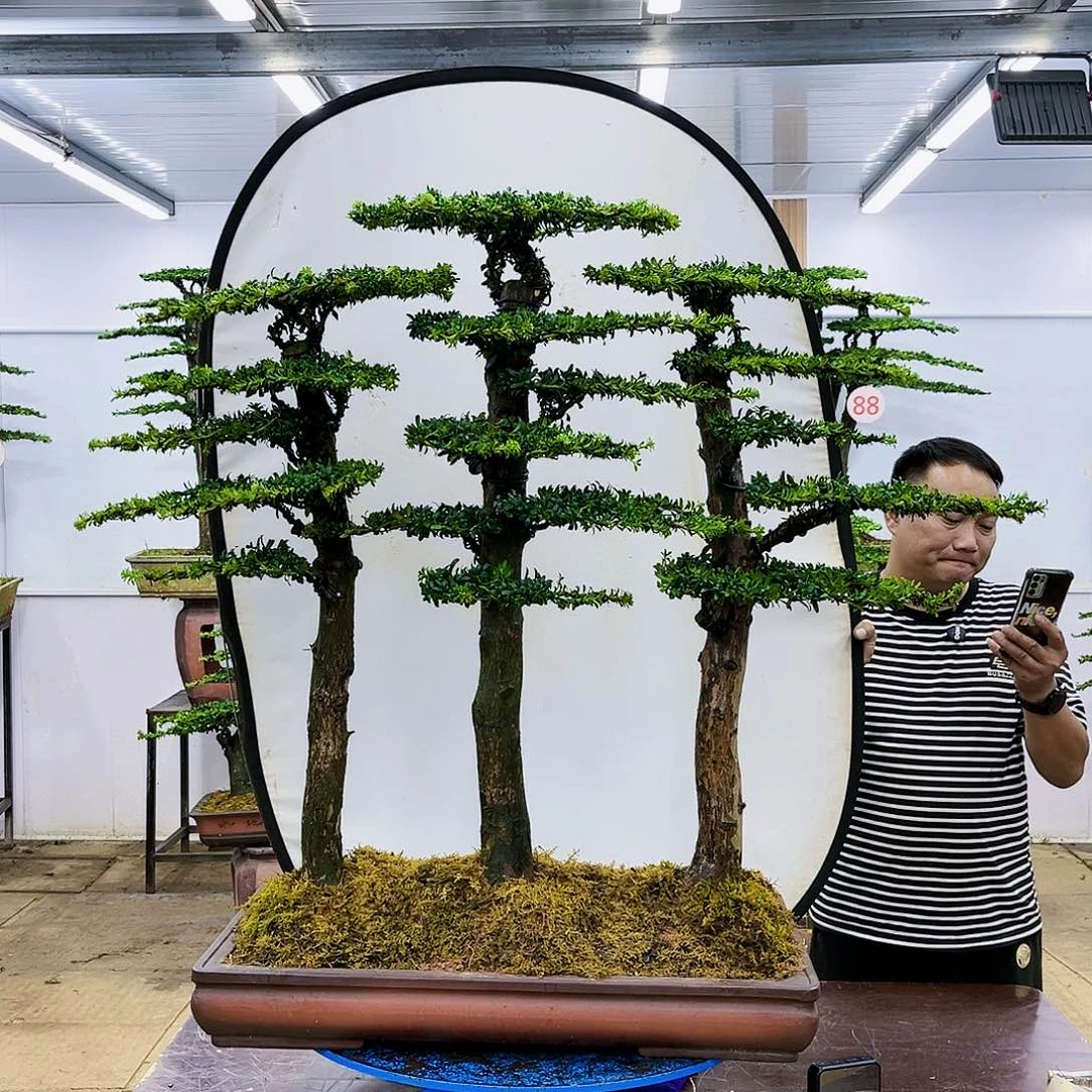 盆景欢迎大家一起来捡漏