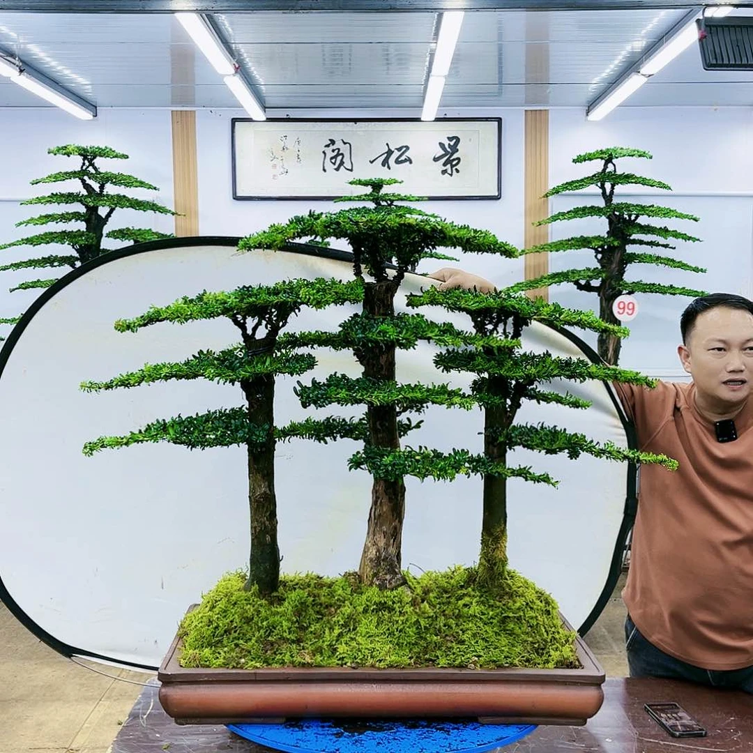 盆景欢迎大家一起来捡漏