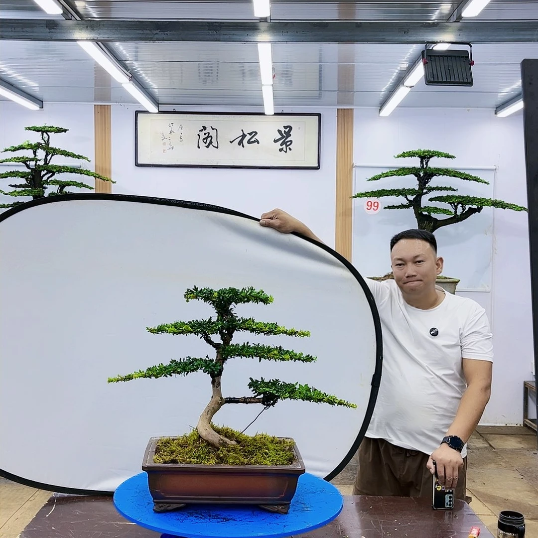 盆景欢迎大家一起来捡漏