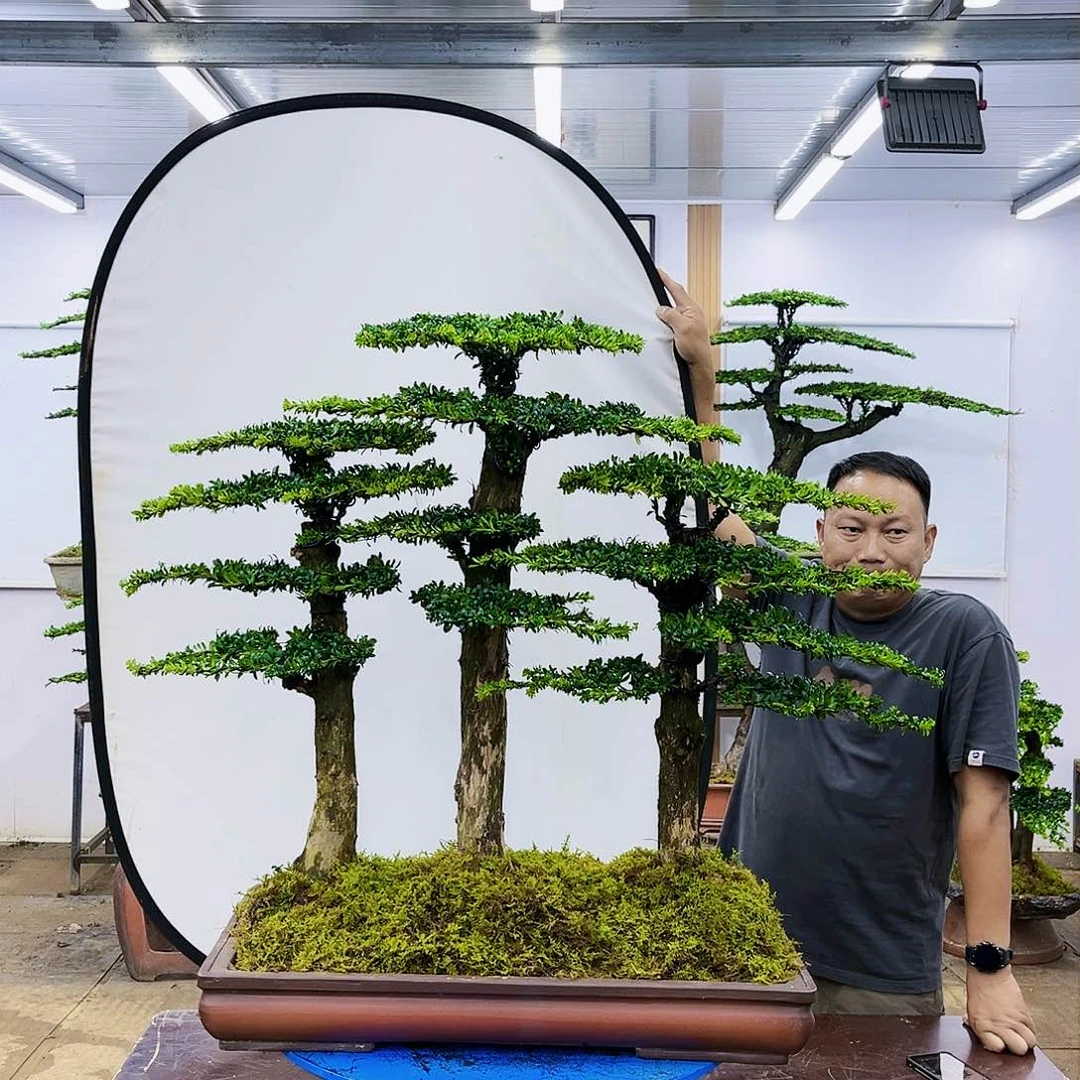 盆景欢迎大家一起来捡漏