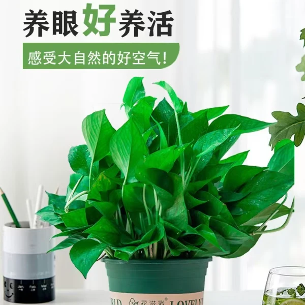 寻松阁精品大小盆景 高端盆景 室内室外均可以养护 四季长青