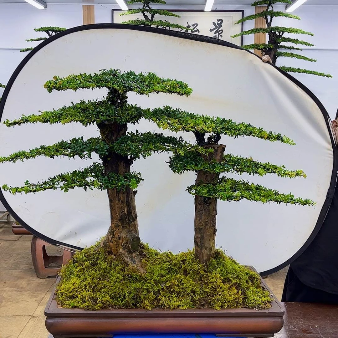 盆景欢迎大家一起来捡漏