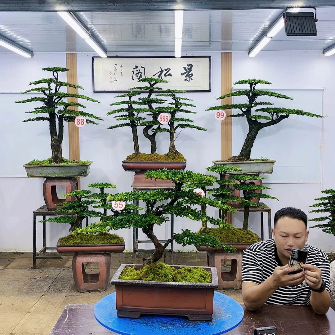盆景欢迎大家一起来捡漏