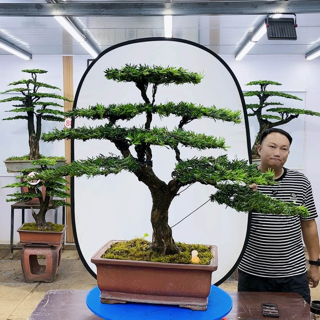 盆景欢迎大家一起来捡漏