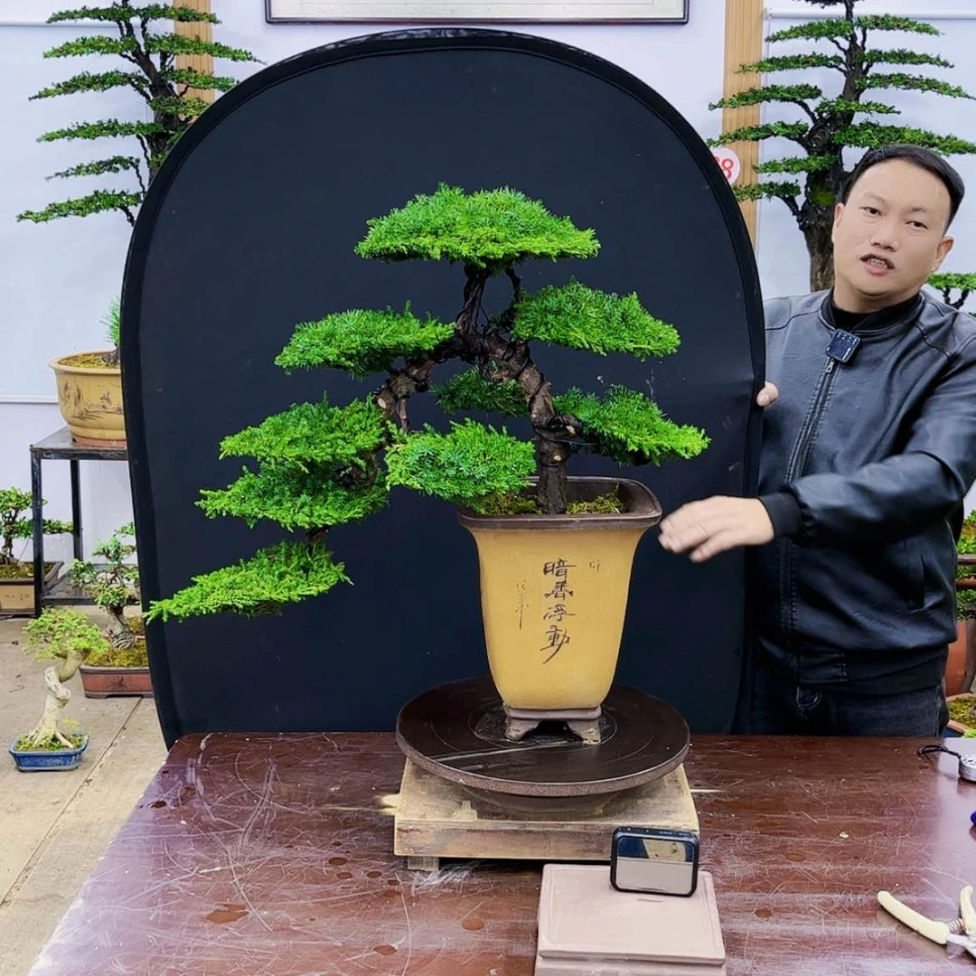 【闪购商品】盆景