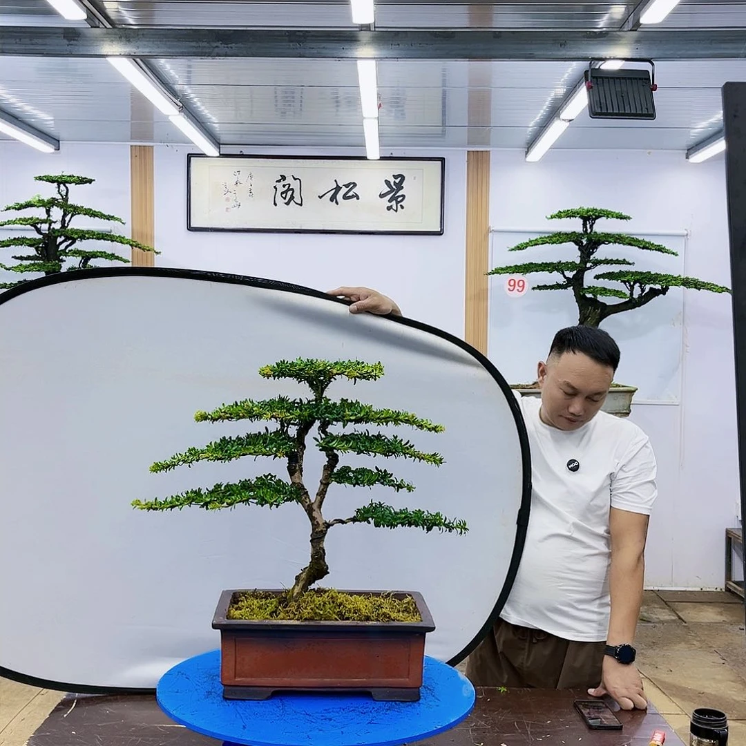 盆景欢迎大家一起来捡漏